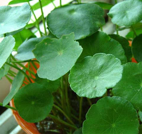 金钱草有什么功效 存在有哪些禁忌