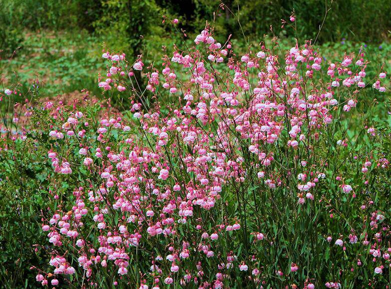 罗布麻的功效与作用大揭秘 真如所说那般好