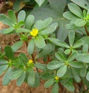 马齿苋的功效 马齿苋的营养价值与药用价值