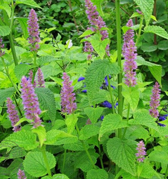 夏枯草的功效 清火护肝散结消肿