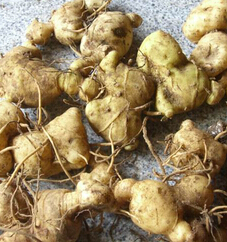 黄精的功效与作用及食用方法 黄精的副作用