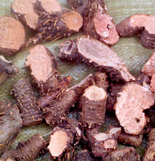 红景天的功效与作用 高原红景天改善学习记忆