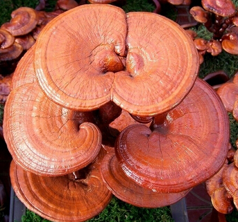 灵芝的功效与作用 饮用禁忌