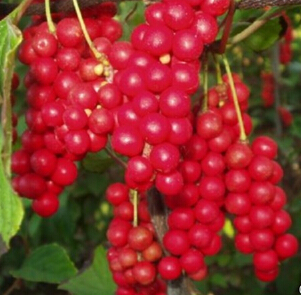 如何治疗体虚多汗 五味子与麦冬煎服