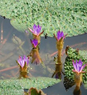 芡实怎么吃 芡实一次不要吃太多