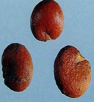 体虚多汗 五味子与麦冬煎服可治体虚多汗