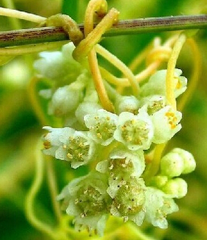 盐菟丝子简单介绍 盐菟丝子的功效与作用