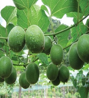 胖大海的功效与作用 食用方法