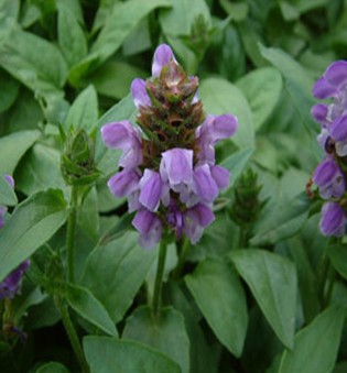 夏枯草功效与作用 夏枯草的食用方法