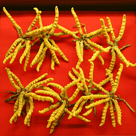 冬虫夏草是什么 冬虫夏草的由来和发展