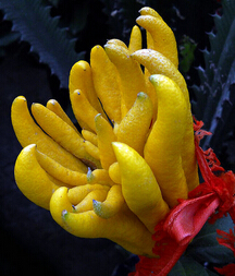 佛手的功效与作用 佛手果的食用方法