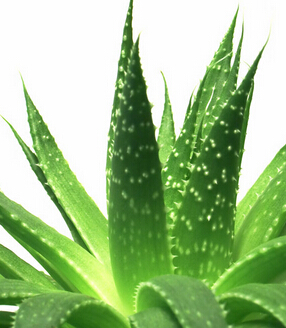 芦荟的功效与作用 鲜芦荟汁能防晒