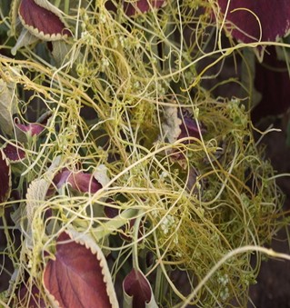 菟丝子的功效与作用 与枸杞配伍滋肾养肝