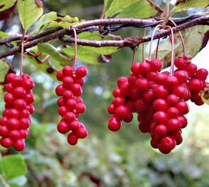 五味子 南五味子与北五味子的区别