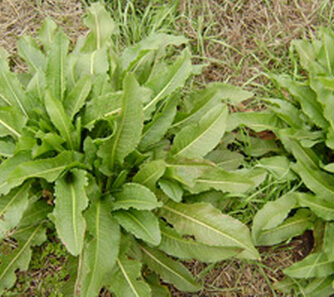 板蓝根的药用价值 板蓝根防治病毒性肝炎