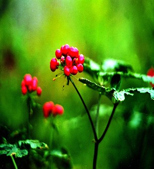 三七的功效与作用 三七增强免疫功能