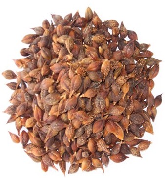 连翘的功效与作用 连翘治病六个小验方