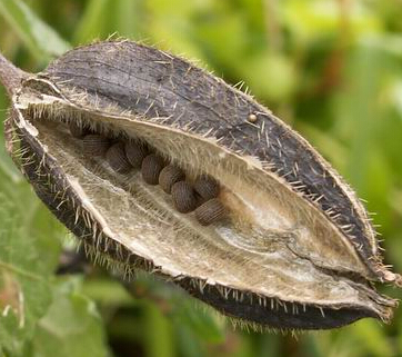 麝香的药用价值 麝香的各家论述