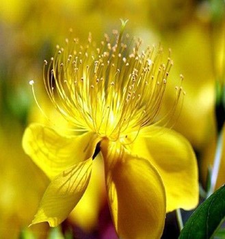 连翘的功效与作用 连翘治病六个小验方