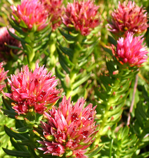 红景天的鉴别 如何鉴别红景天的真假