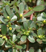 马齿苋的药用价值 马齿苋草汁祛痘