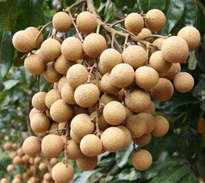 气血不足如何调理 红枣红豆燕窝补色血