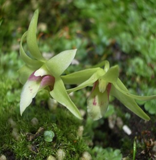 石斛的功效与作用 降低血糖血脂