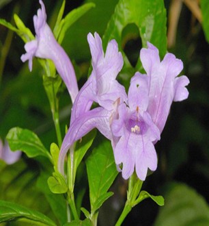 板蓝根的功效与作用 防治病毒性肝炎