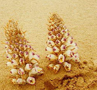 肉苁蓉的功效与作用及食用方法