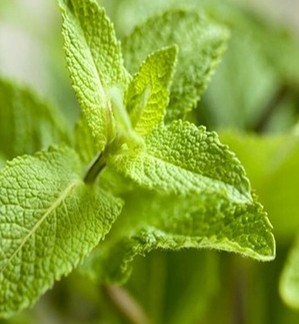薄荷叶的功效与作用 薄荷的饮用禁忌