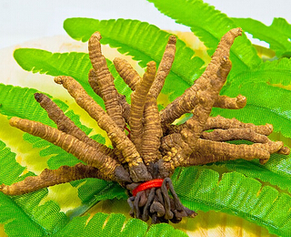 冬虫夏草的药用价值 生长环境及药用价值