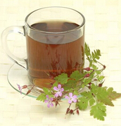 鱼腥草的功效与作用 防辐射喝杯鱼腥草茶