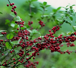 野生毛冬青茶叶 养肝护肝祛火