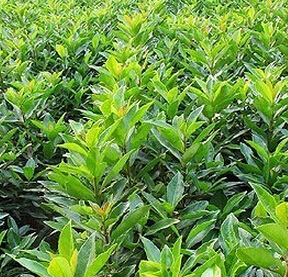 毛冬青的食用功效主治 用法用量介绍