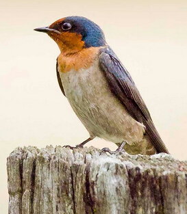 燕窝是什么 燕窝的由来