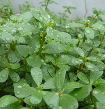 马齿苋的副作用 马齿苋有堕胎的功能