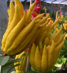 佛手的功效与作用 佛手果的食用方法