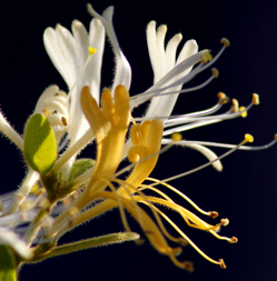 金银花的功效与作用 金银花茶抗炎解毒作用