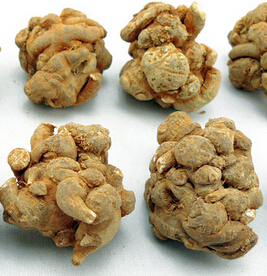 三七的功效与作用 活血化瘀消肿定痛功效