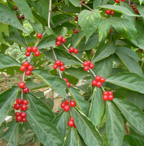 何首乌解毒润肠 何首乌补肾的使用方法