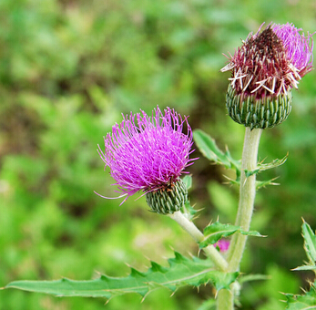 艾叶的用药禁忌 阴虚血热者慎用艾叶