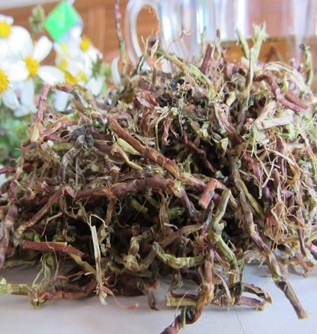 毛冬青的使用禁忌 毛冬青的副作用