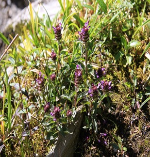 夏枯草功效与作用 夏枯草的食用方法