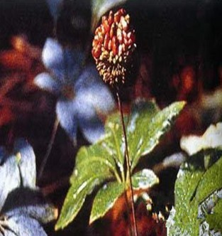 三七的功效与作用 三七的临床应用有哪些