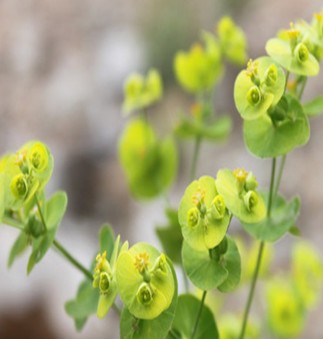 柴胡的功效与作用 不合理服用能损害肾脏