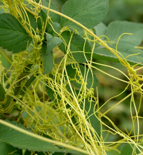 菟丝子泡茶功效 补肾养肝明目抗衰老