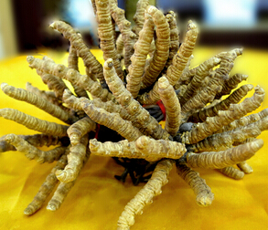 冬虫夏草图片 冬虫夏草的功效与作用