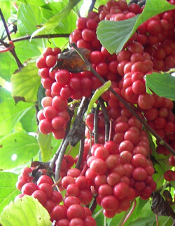 五味子的功效 南五味子与北五味子的区别