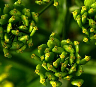 川芎补血益气 川芎的功效与作用及禁忌