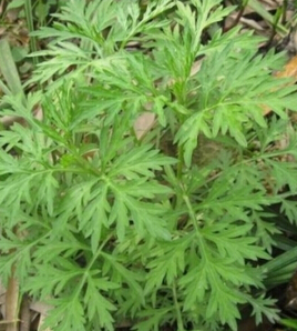 艾草的功效与作用 女性吃艾草的好处